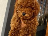 Birbirlerinden Oyuncu Toypoodle Yavrularımız