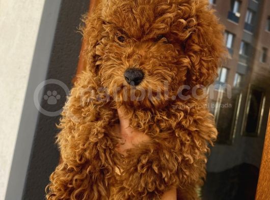 Birbirlerinden Oyuncu Toypoodle Yavrularımız görsel