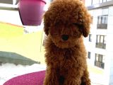 Birbirlerinden Oyuncu Toypoodle Yavrularımız