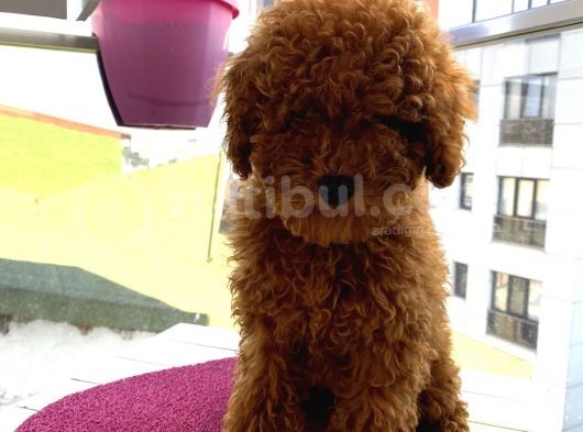 Birbirlerinden Oyuncu Toypoodle Yavrularımız görsel