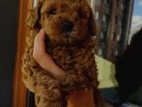 Birbirlerinden Oyuncu Toypoodle Yavrularımız