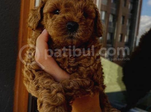 Birbirlerinden Oyuncu Toypoodle Yavrularımız görsel
