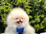 Safkan Teddy Pomeranian Yavrular