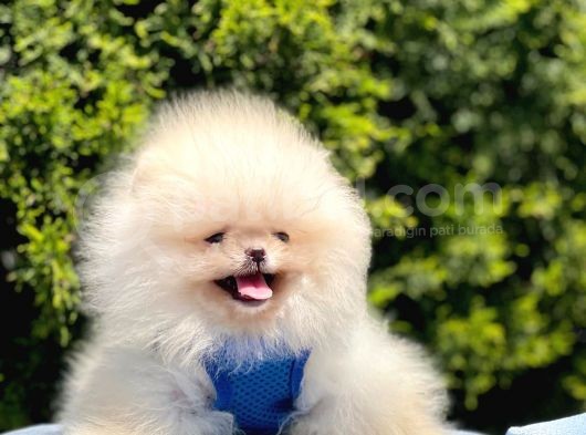 Safkan Teddy Pomeranian Yavrular görsel