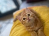 Orjinal  British Shorthair Yavrularımız