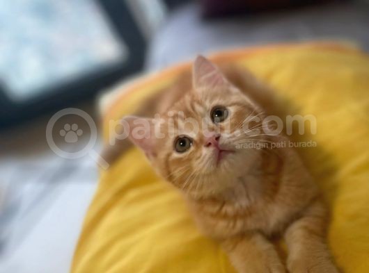 Orjinal  British Shorthair Yavrularımız görsel