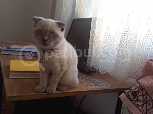 3 Aylık Scottish Fold Bebeğimiz görsel