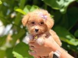 Dizayn Irk Sevimli Maltipoo Yavrular