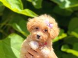 Dizayn Irk Sevimli Maltipoo Yavrular