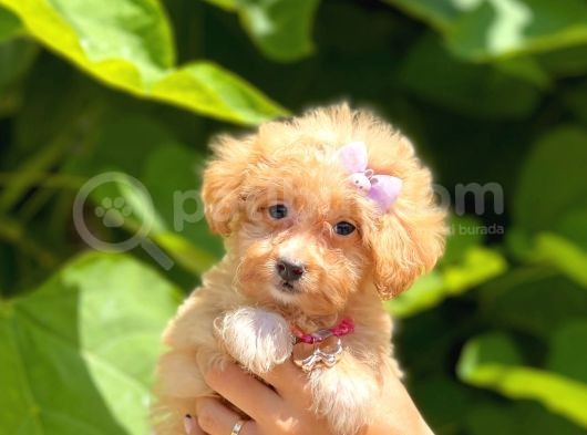 Dizayn Irk Sevimli Maltipoo Yavrular görsel