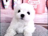 Tüy Dökmeyen Maltese Mini Boy Yavrular