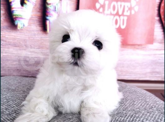 Tüy Dökmeyen Maltese Mini Boy Yavrular görsel