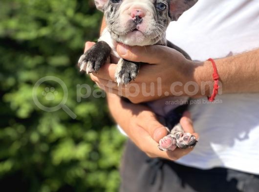 Blue Merle Nadi̇r Renk French Bulldog görsel