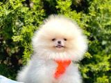 Safkan Teddy Pomeranian Yavrular