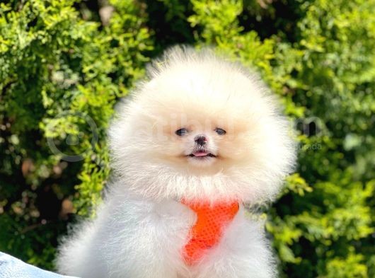 Safkan Teddy Pomeranian Yavrular görsel