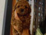 Birbirlerinden Oyuncu Toypoodle Yavrularımız