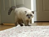 3 Aylık Scottish Fold Bebeğimiz