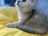 Orjinal  British Shorthair Yavrularımız