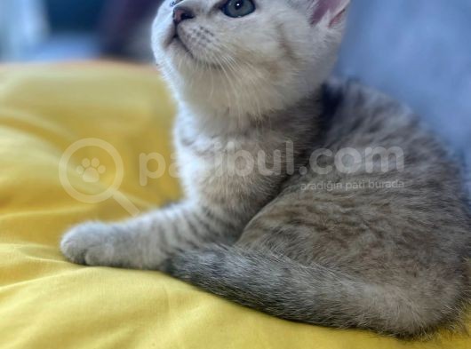 Orjinal  British Shorthair Yavrularımız