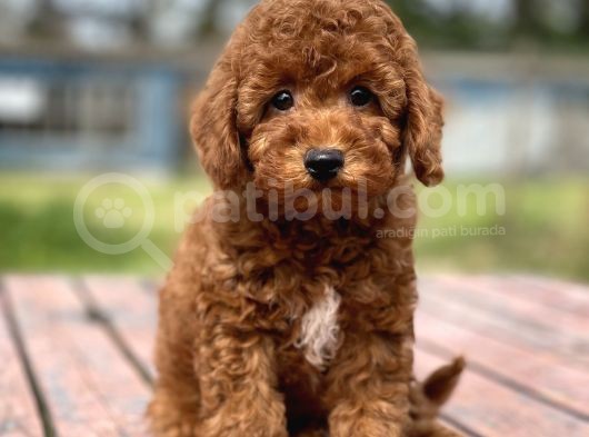 Bebek Surat Toy Poodle Yavrular görsel