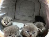 Bebeklerimize Yeni Aile Arıyoruz