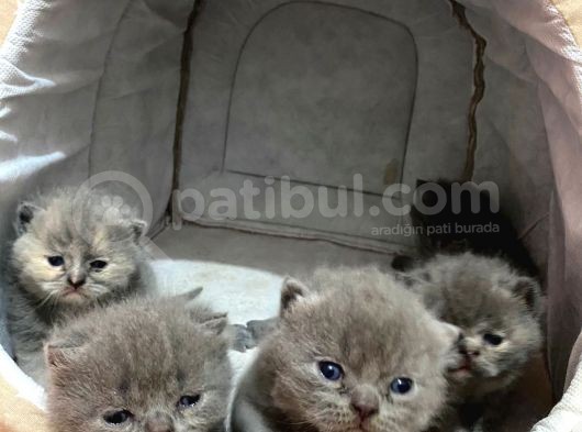 Bebeklerimize Yeni Aile Arıyoruz görsel