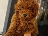 Birbirlerinden Oyuncu Toypoodle Yavrularımız
