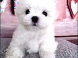 Tüy Dökmeyen Maltese Mini Boy Yavrular