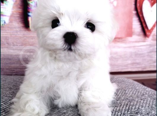 Tüy Dökmeyen Maltese Mini Boy Yavrular