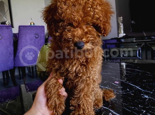 Birbirlerinden Oyuncu Toypoodle Yavrularımız görsel