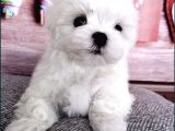 Tüy Dökmeyen Maltese Mini Boy Yavrular