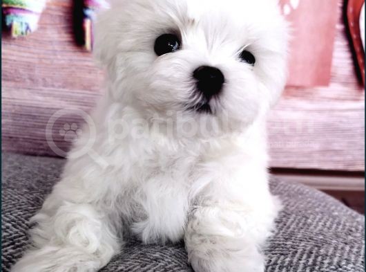 Tüy Dökmeyen Maltese Mini Boy Yavrular görsel