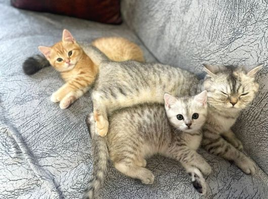 Orjinal  British Shorthair Yavrularımız görsel