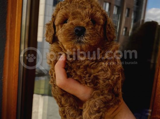 Birbirlerinden Oyuncu Toypoodle Yavrularımız görsel