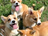 Secereli Welsh Corgi Bebekler
