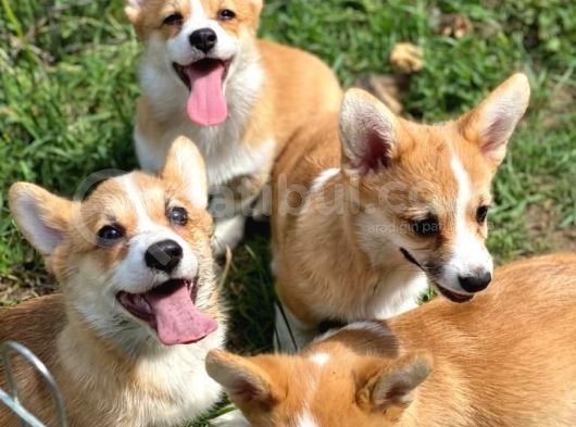 Secereli Welsh Corgi Bebekler