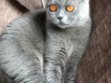 Bebeklerimize Yeni Aile Arıyoruz