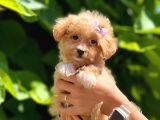 Dizayn Irk Sevimli Maltipoo Yavrular