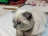 3 Aylık Scottish Fold Bebeğimiz
