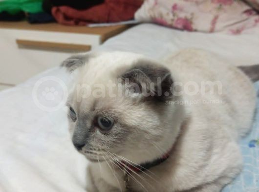 3 Aylık Scottish Fold Bebeğimiz görsel