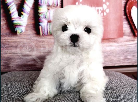 Tüy Dökmeyen Maltese Mini Boy Yavrular görsel