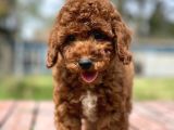 Bebek Surat Toy Poodle Yavrular
