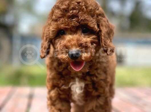 Bebek Surat Toy Poodle Yavrular görsel