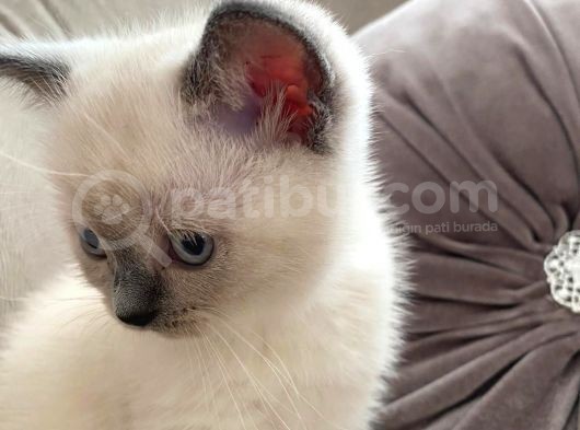 50 Günlük British Bluepoint görsel