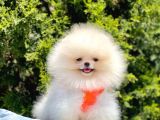 Safkan Teddy Pomeranian Yavrular