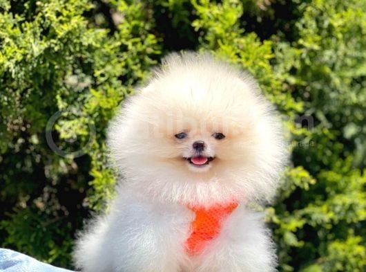 Safkan Teddy Pomeranian Yavrular