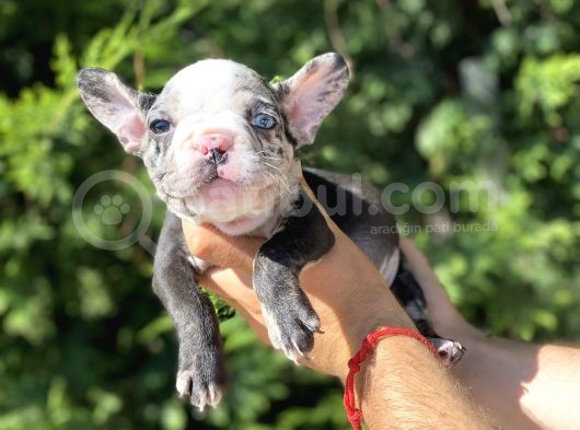 Blue Merle Nadi̇r Renk French Bulldog görsel