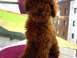 Birbirlerinden Oyuncu Toypoodle Yavrularımız