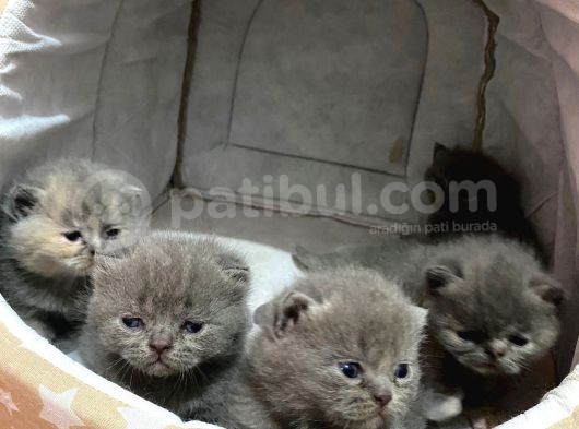 Bebeklerimize Yeni Aile Arıyoruz görsel