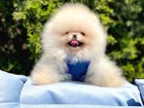 Safkan Teddy Pomeranian Yavrular
